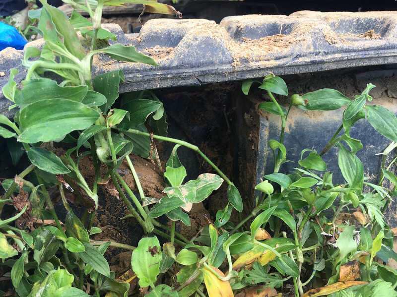 Kobelco SK15SR/ 1999 Model/ 1009hrs run Mini Excavator